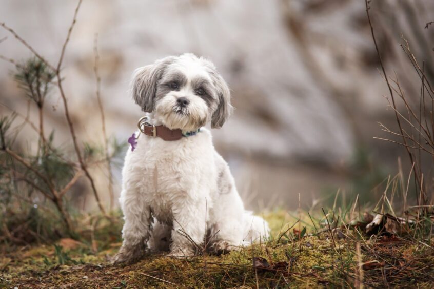 A Lhasa Apso dog