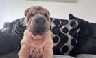 Vito, a Shar Pei, was thought to be living in Linlathen. Image: Garry Craik