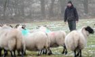 Farmer with his sheep