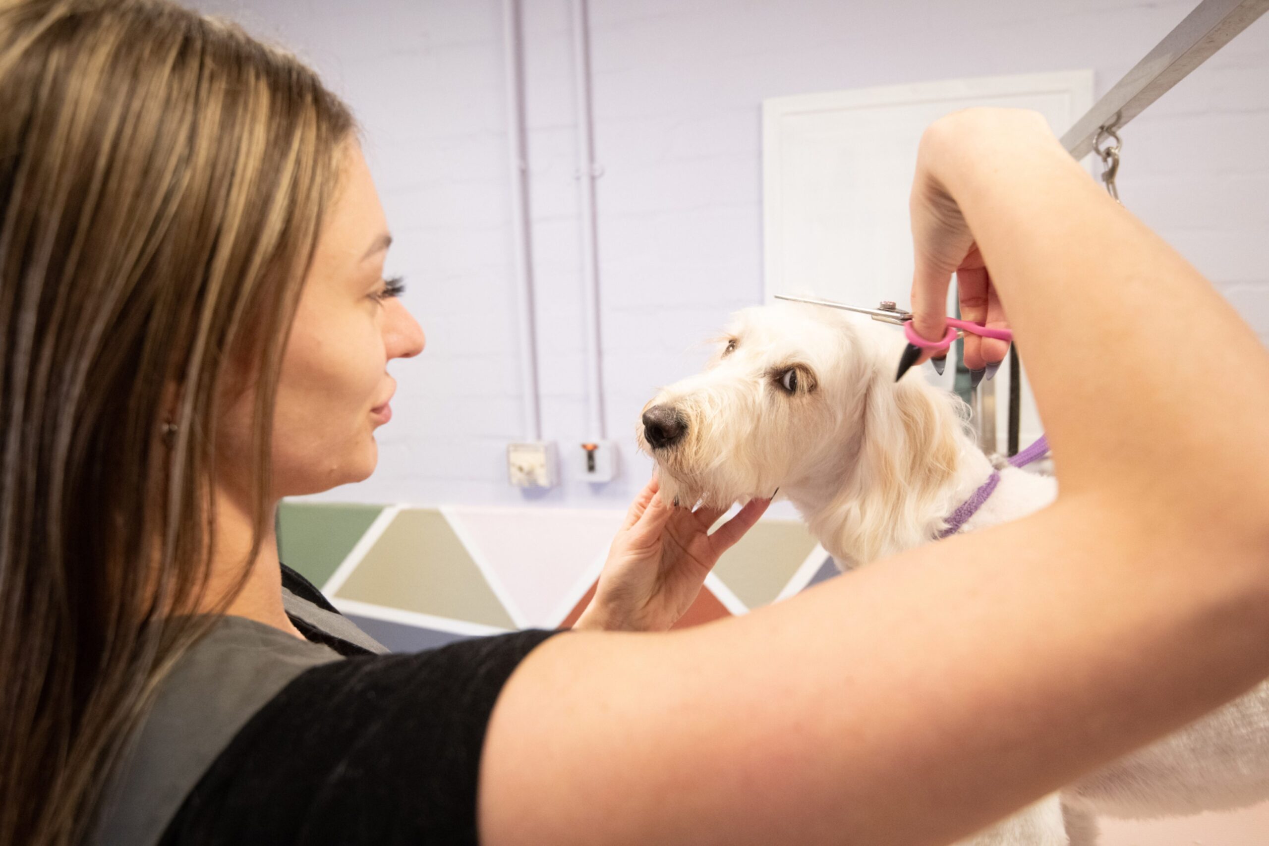 Staff member Rita Barton grooming one of the dogs.