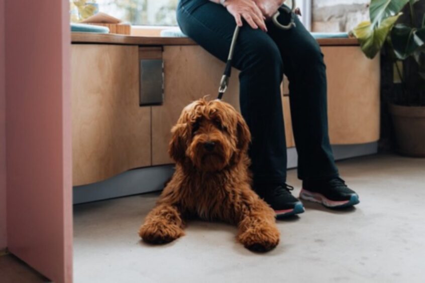 A brown labradoodle lies on the floor of the café while its owner sits on the window bench.