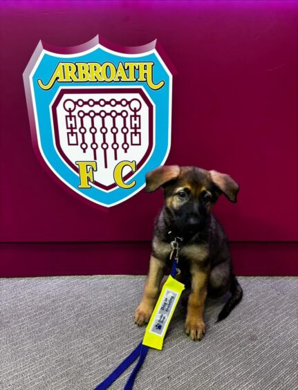 Guide dog puppy & Arbroath FC sign