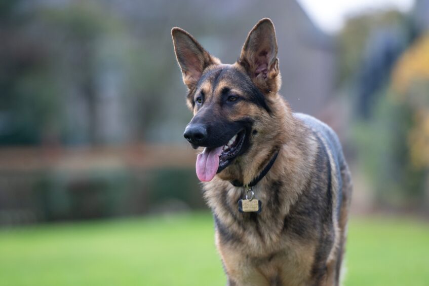 Guide dog puppy Craigie in Arbroath park