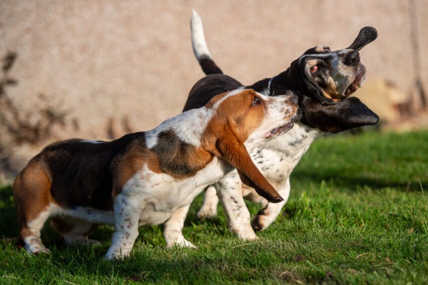 Basset hounds Goose and Berry at home in Perthshire