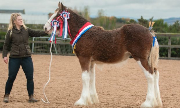 The North of Fife Foal Show overall champion.