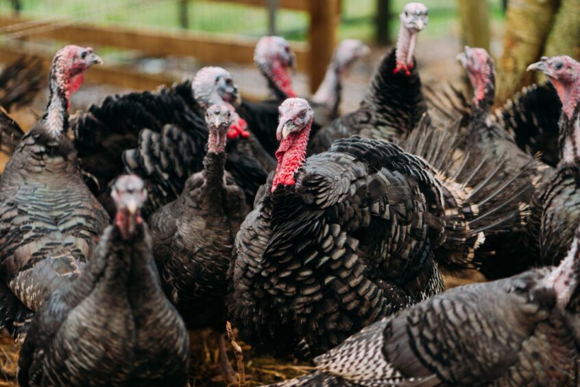 a group of turkeys at Oakfield farm.