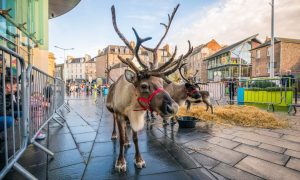 Reindeer have been a recurring feature of Perth's Christmas celebrations. Image: Steve MacDougall/DC Thomson