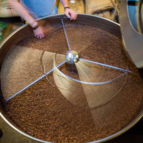 Coffee beans that have been roasted are spun in a cooler.