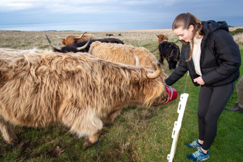 Image shows: Orla Adamson feeding a Highland Cow. Orla is holding a red bucket for one of the cows. The is wearing black leggings, a white fleece and black jacket.