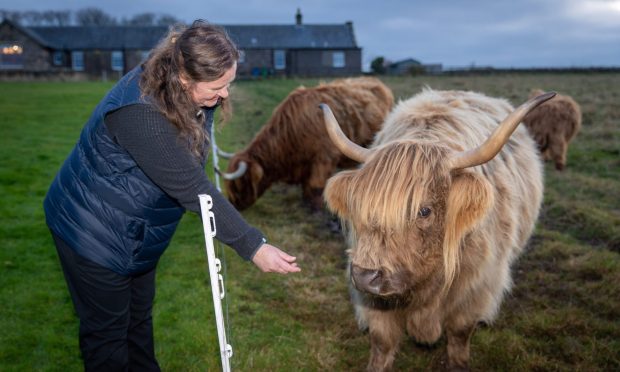 Image shows: Courier feature writer Nora McElhone meeting one of the Highland Cows at Kinkell, St Andrews. She is leaning over an electric fence with her hand outstretched towards blond cow a long fringe and horns.