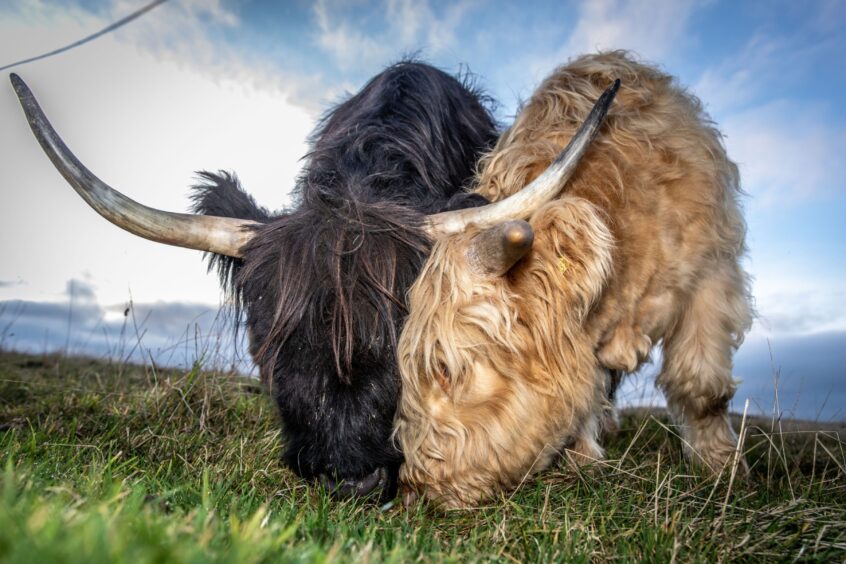 Image shows: two Highland cows at Kinkell Byre in St Andrews. The young cattle, one black and one white, are intent on feeding from the same spot.