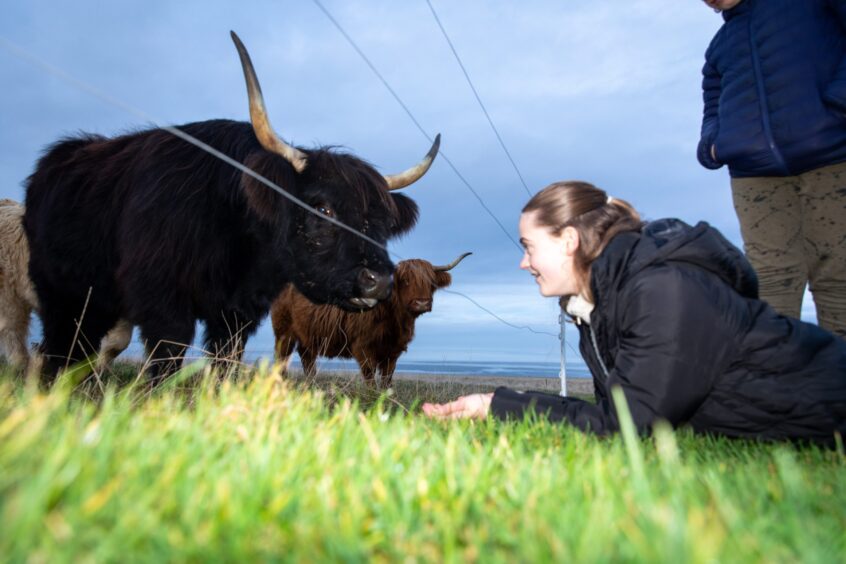 Image shows: Orla Adamson (13) lying on the grass chatting to one of the Kinkell Highland cows. The cow has a black coat and white horns with black tips. There is a red cow in the background.