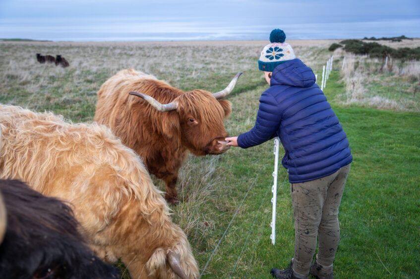 Image shows: A boy (age 11) feeding a Highland Cow. The cow is red and is looking towards the boys outstreched hands.The boy has his back to the camera and is wearing tracksuit bottoms, a navy coat and blue and cream hat.