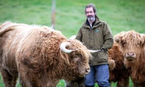 James Oswald with his fold of Highland cows in Fife. Image: Steve Brown/DC Thomson.