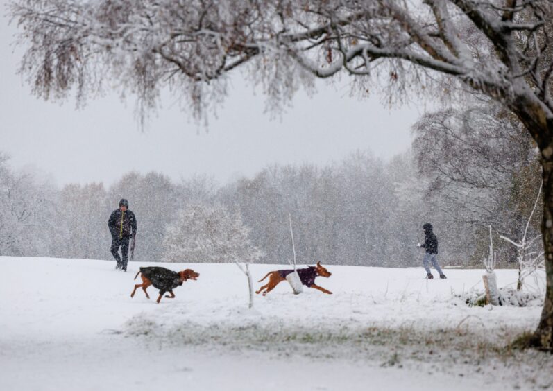 Dogs playing in the snow near Bannockburn. Robert Perry/PA Wire