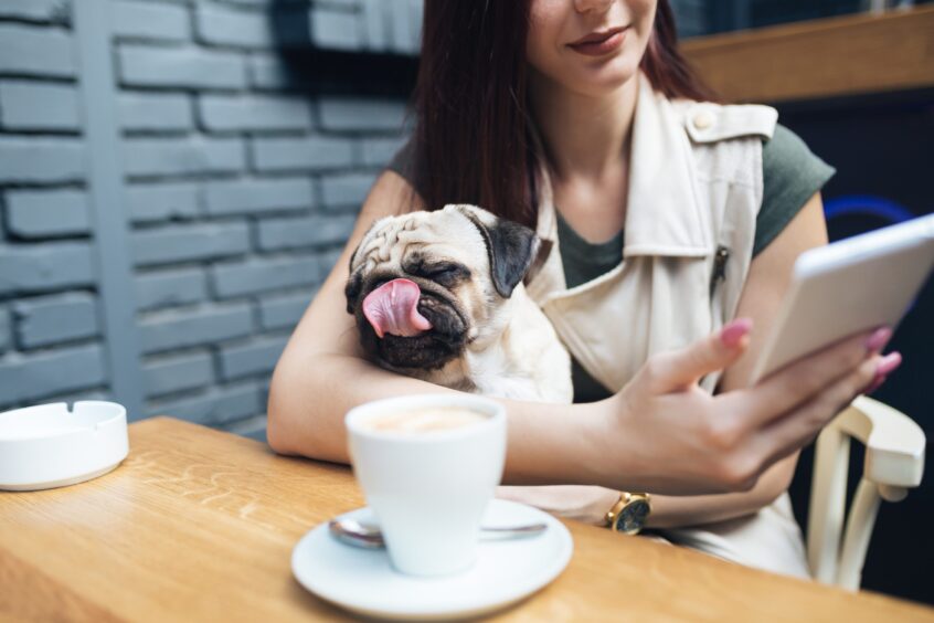 A generic picture of a pug dog licking it's nose on a lady's knee in a café while she reads a book with a coffee.