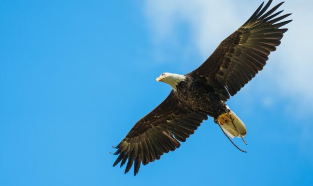 Falcon flying in the sky