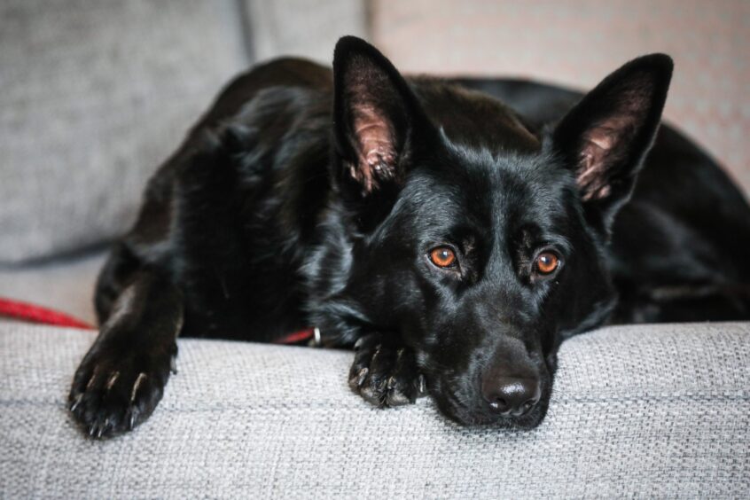 German Shepherd Raven was missing for almost a fortnight.