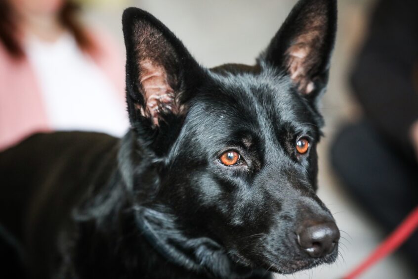 Raven is a stunning German Shepherd rescue. Image: Mhairi Edwards.