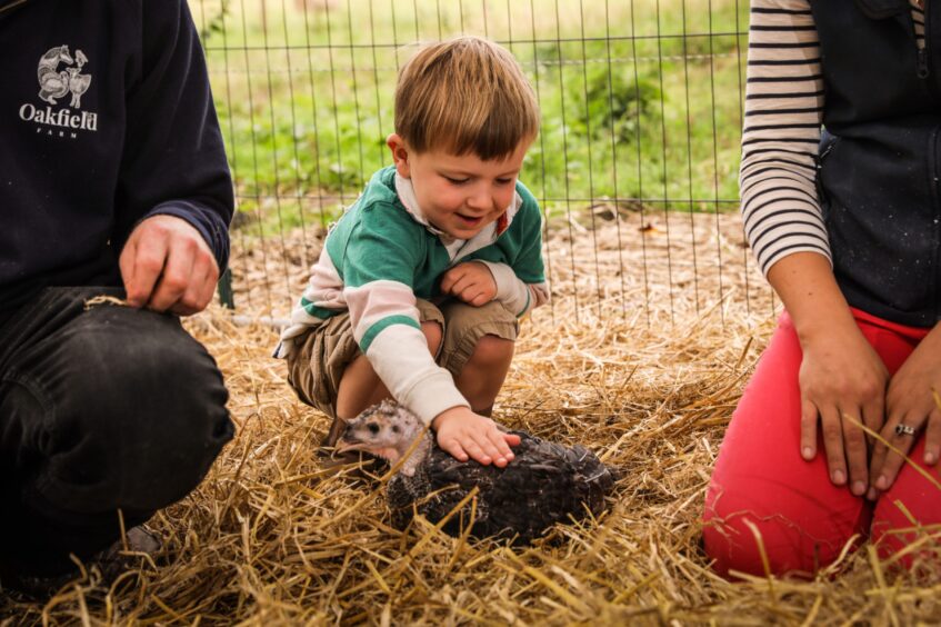 Fergus strokes a small turkey at Oakfield Farm.