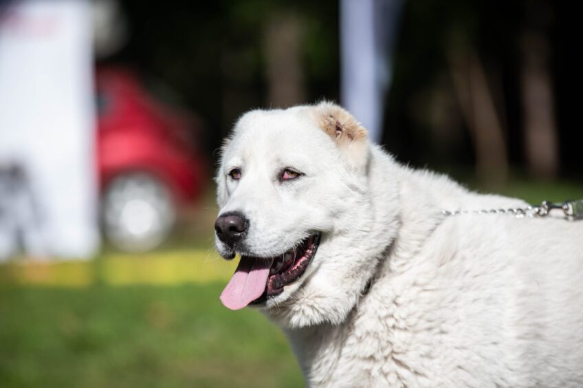 A Central Asian Shepherd dog