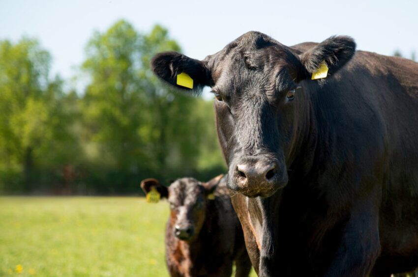 Aberdeen-Angus bull