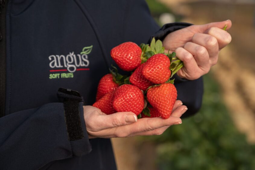 Worker holding fresh strawberries