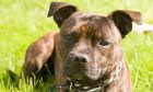 A Staffordshire Bull Terrier Dog similar to Zara. Stock image.