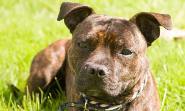 A Staffordshire Bull Terrier Dog similar to Zara. Stock image.