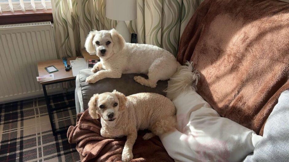 Arbroath woman's dogs after attack 