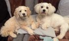 Carolyn's dogs Candy and Ted.