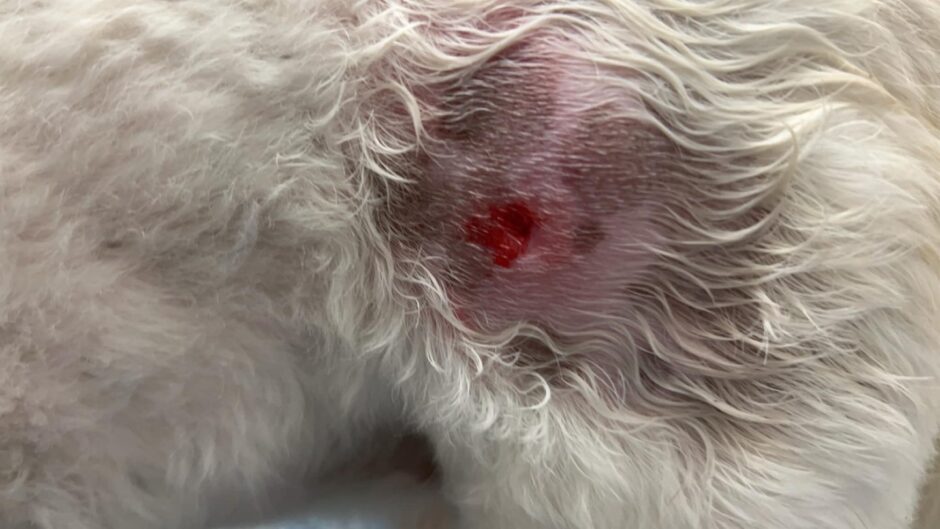 Both dogs required antibiotics following the incident. 
