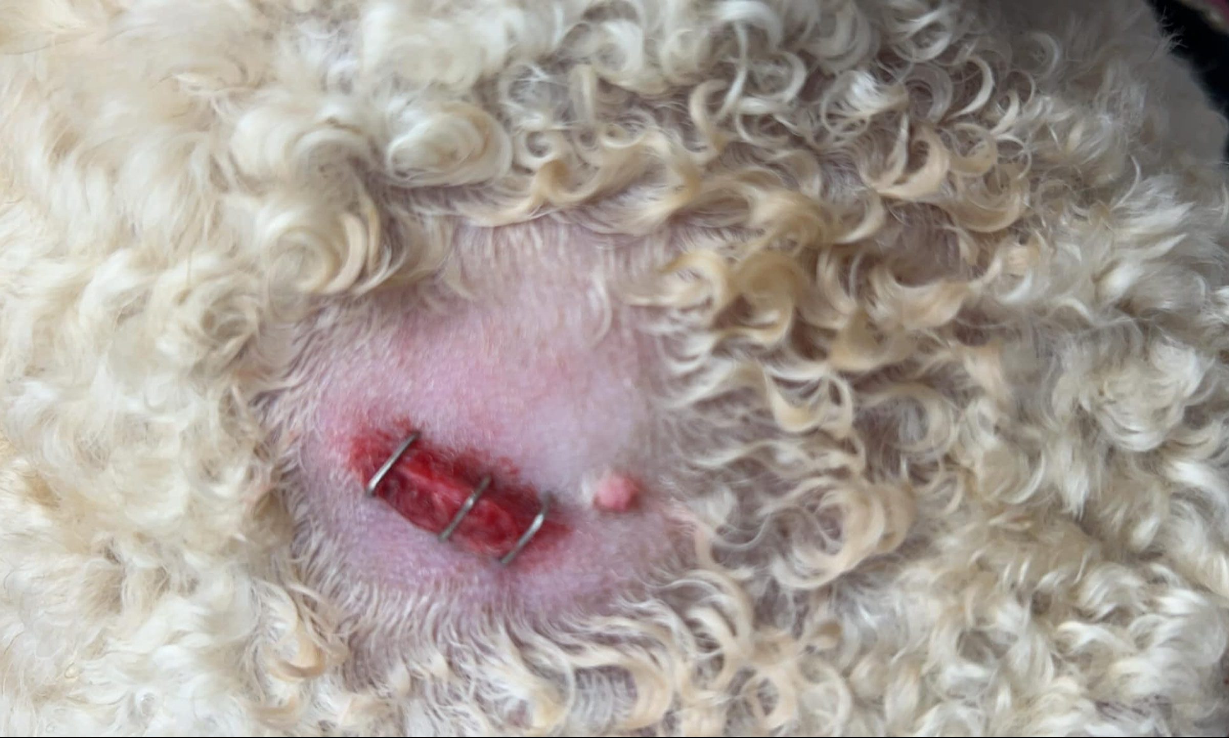 dog with staples after Montrose attack