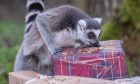 A ring-tailed lemur studies the Christmas presents at Camperdown Wildlife Centre. Image: Kim Cessford/DC Thomson