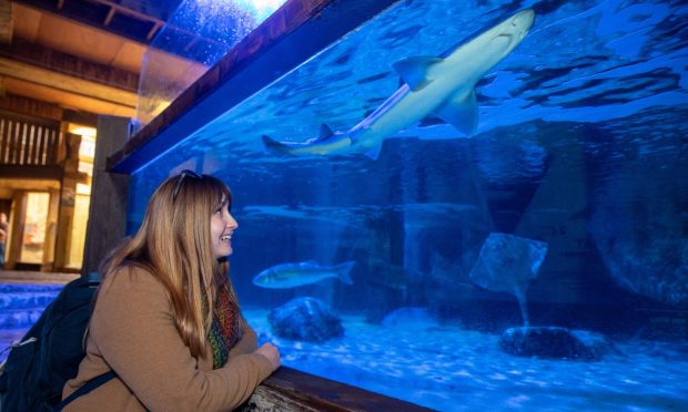 CR0051031, Rebecca Baird, St Andrews.  Bumper Listicle. Picture shows; Pics of Rebecca at St Andrews aquarium, listening to Shark and Rays talk by Aquarium employee Fin Hamill. This is for St Andrews 'things to do' bumper listicle.
Tuesday 26th November 2024. Image: Kenny Smith/DC Thomson
