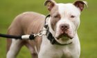 XL Bullies are still being homed in Dundee