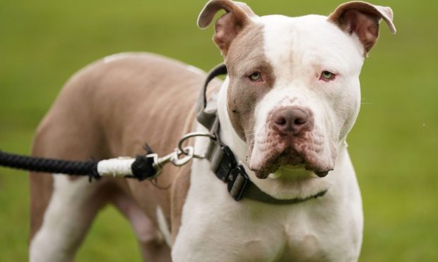 XL Bullies are still being homed in Dundee