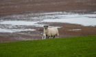 Sheep on waterlogged field near Perth.
