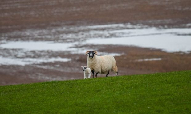 Sheep on waterlogged field near Perth.