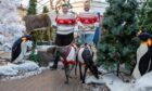 Greyhounds Raven and Prince make their way to Santa's grotto. Image: Kenny Smith/DC Thomson