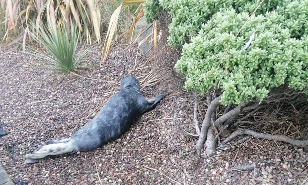 The stranded seal pup in Burntisland.