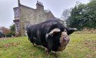 Pig Snoop Hogg at Balmuirfield House