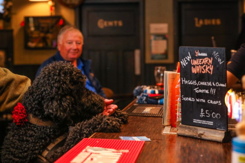 A dog standing up near the bar in The Keys Bar.