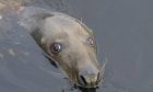 A seal pokes it head out the water.