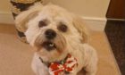 missing Perthshire dog Wallace