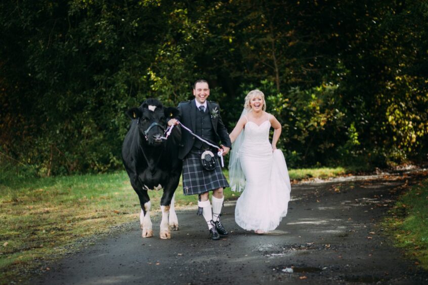 A wedding couple walking a cow.