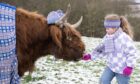 Come and coo-rie in. Julie the Highland cow meets 7-year-old Jessica Roer from Edinburgh to launch the campaign. Image: Visit Scotland