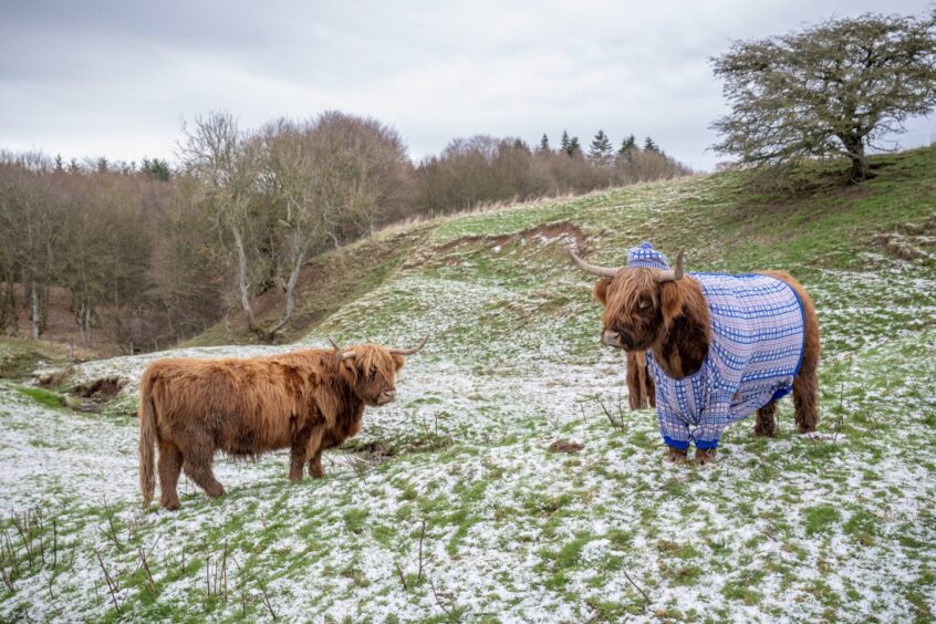 Angus Highland cow in VisitScotland winter tourism campaign.