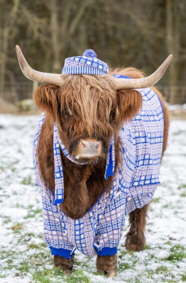 Angus Highland cow2 in Visit Scotland winter campaign.