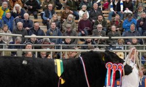 Overall male champion Harestone Eurostart in the auction ring at last year's Stirling Bull Sales.